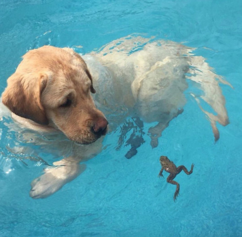 animalrates - This is Max. He’s learning to swim. It’s his first...