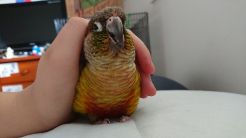 lamays-birbs - Why does it look like he’s laughing evilly