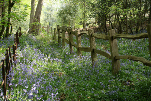 pagewoman:Thorncombe Woods, Puddletown, Dorset,...