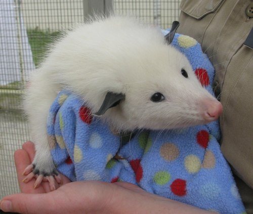 opossummypossum - Lucy, the white opossum at San Francisco...