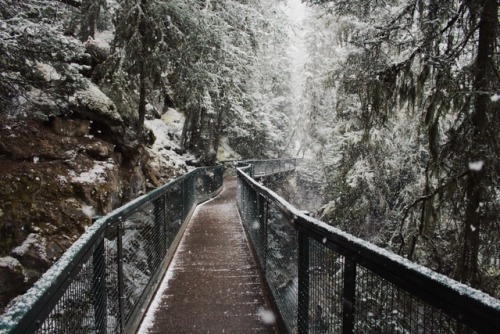 matchbox-mouse:Walking into the woods on a snowy day.Alberta,...