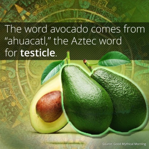 iztac-coatl - Some facts about the avocado.