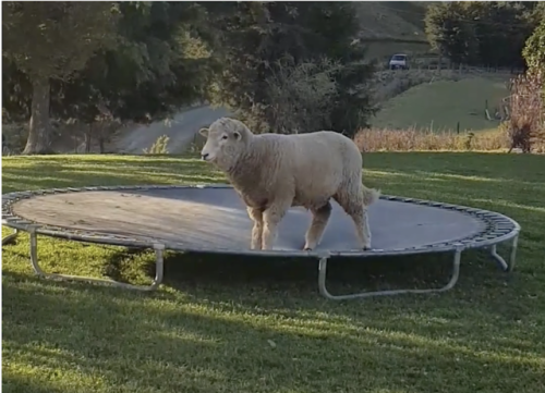 laughingsquid - A Playful Sheep Gleefully Bounces and Down Upon...