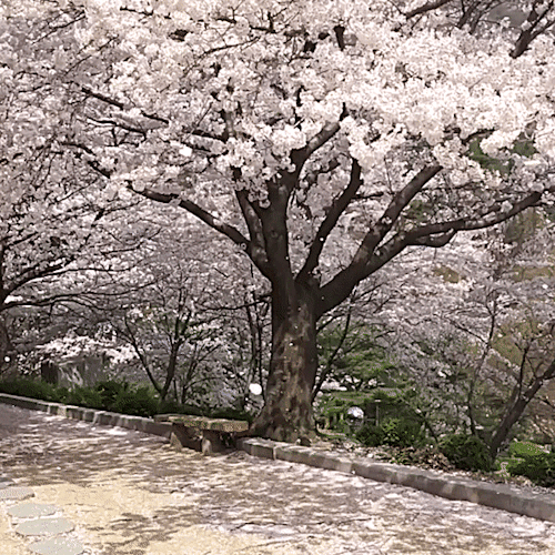 softangelstims - cherry blossoms 