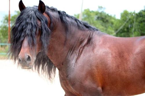 scarlettjane22 - Irina Zernina‎SPANISH HORSES IN...