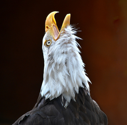 ridiculousbirdfaces - Bald Headed Eagle by Jan...