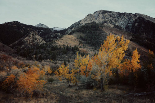 bookofoctober - of fire in yellow by Vacantia (Neff’s Canyon,...