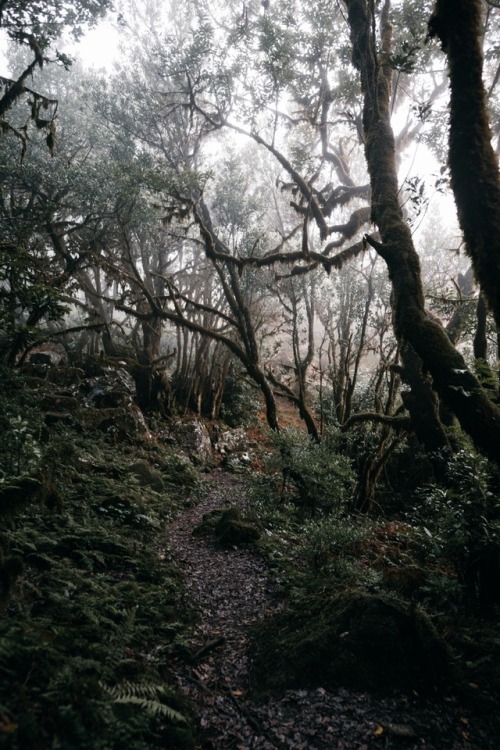 bokehm0n:Tropical hikes in Madeira