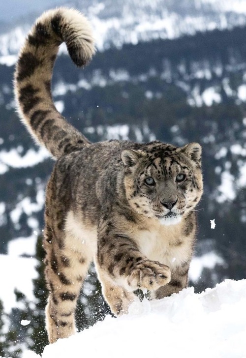 Snow Leopard by © mz_images
