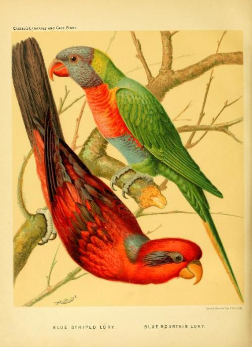 heaveninawildflower:‘Parrots and Parrakeets’ taken from ‘The...
