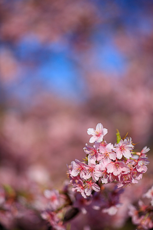 tanuki-kimono - Cherry blossoms at Yodo Suiroand Chotokuji,...