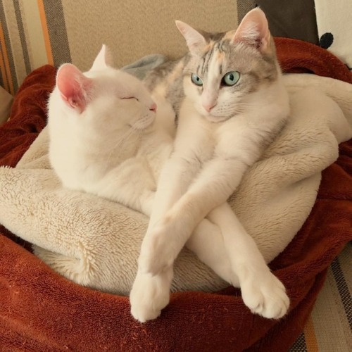 monaka-an - おはようございます。これが女子のマウンティングですよ。#cat #ねこ #ネコ #猫 #三毛猫 #白猫...