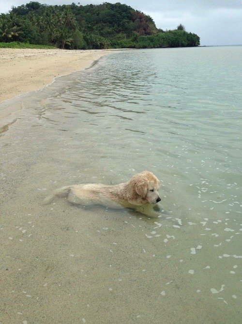 silverpopcorn - Sea doggo 