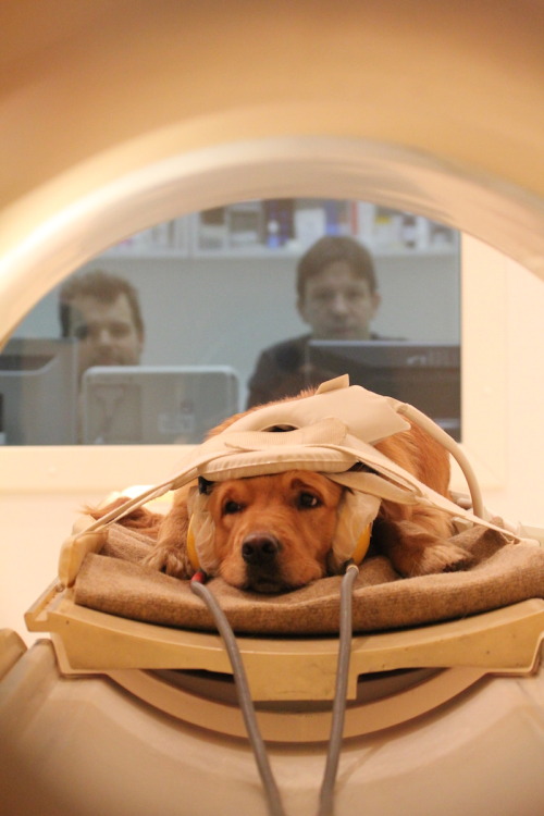 wowthing - micdotcom - Brain scans reveal what dogs really think...
