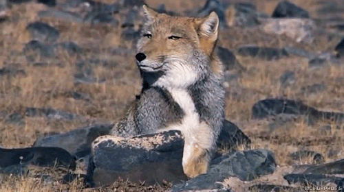 everythingfox - when you’re having a good hair day but u still...