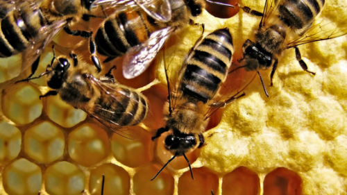 naturesalchemist:The bee returns to the hive and puts the...