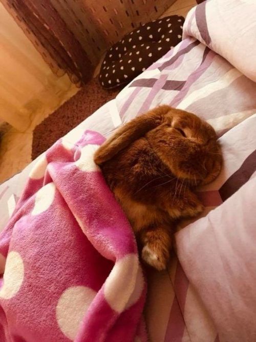 thedailybunnies:How I would love to tuck my bunnies in at...