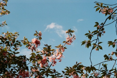 the-surf-blowg:Blossom
