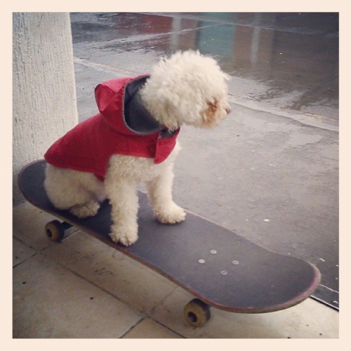 Misha esperando a que termine de llover para jugar skate!!!!