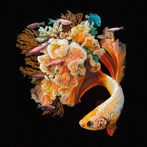 love-personal - Hyperrealistic Depictions of Fish Merged With...