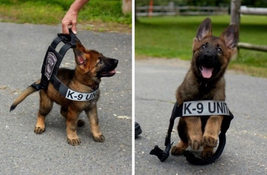 Обычная собачачья полицейская школа. 