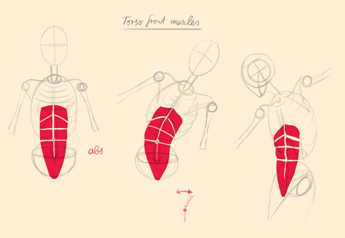 jbohn - Rectus abdominis / “abs”Functions - flexing the spine...