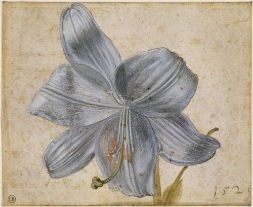 windypoplarsroom - Albrecht Dürer“Study of a Lily” (1526)
