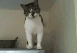 kazard - residentfeline - how do cats even workCats - A cat can...