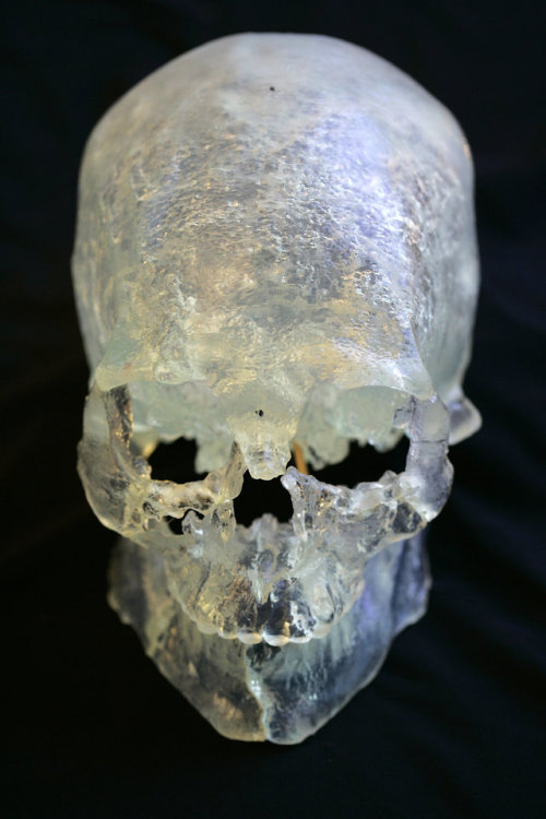 A plastic recreation of the Kennewick Man skull. Danish...