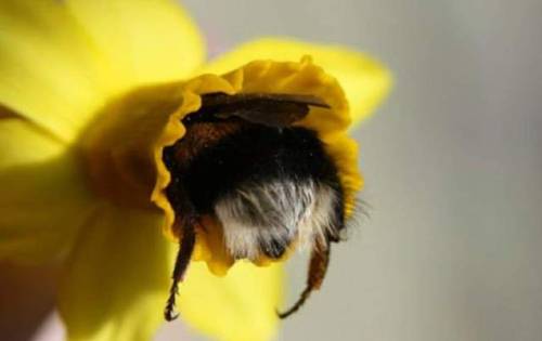 catsbeaversandducks:Some bumble bee butts.Via Imgur