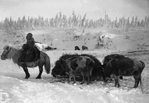 coldthinwolf - Yakut woman on horseback with livestock, Siberia,...