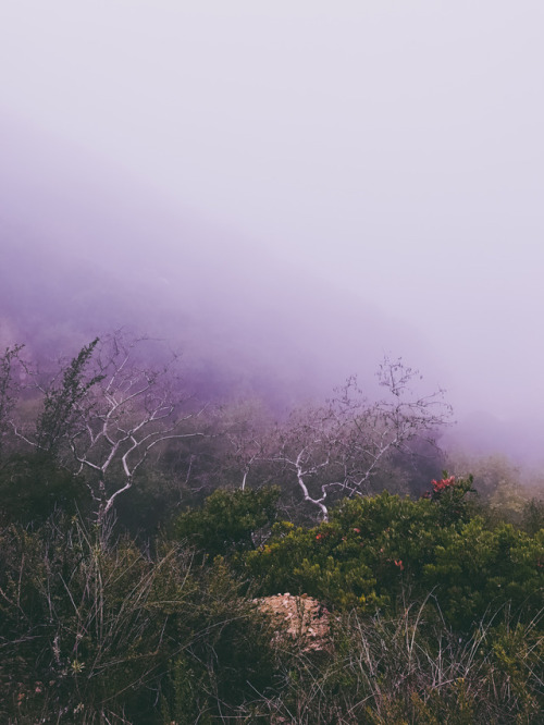 leahberman - Fog sighLa Tuna Canyon Park, Californiainstagram