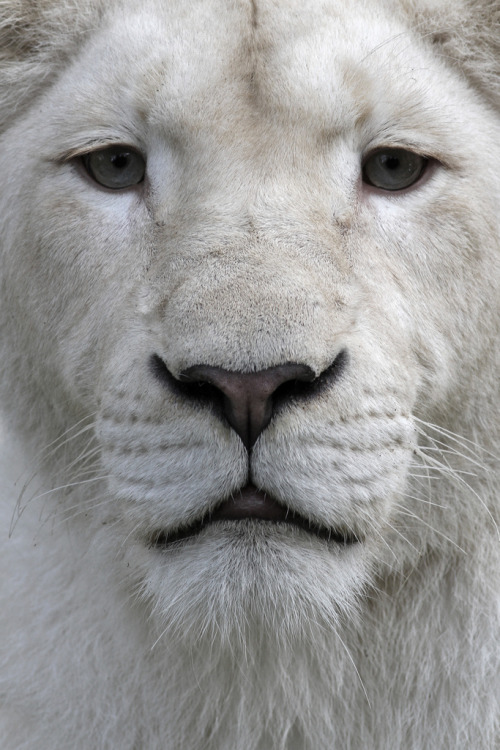 beautiful-wildlife - The White Lion by Dirk-Jan Kraan