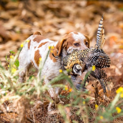 gentlemanbobwhite - A Brittany bringing home a Reeves pheasant