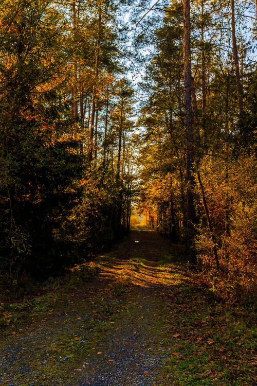 nature-hiking - Autumn forest path 1-5/?- Belgian Ardennes,...