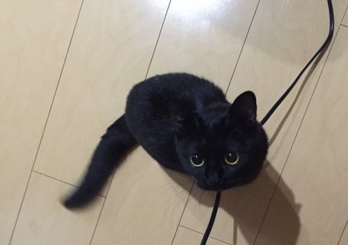 babyanimalgifs:they say crossing a black cat is bad luck but if...
