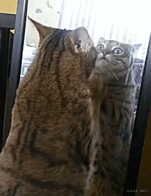 catsbeaversandducks - Sometimes you just have to look at yourself...