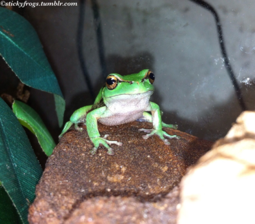 stickyfrogs - Today Beautiful Toes has passed away after fighting...
