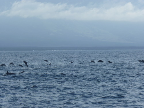 There were over 100 Common Dolphins (Delphinus delphis) that...