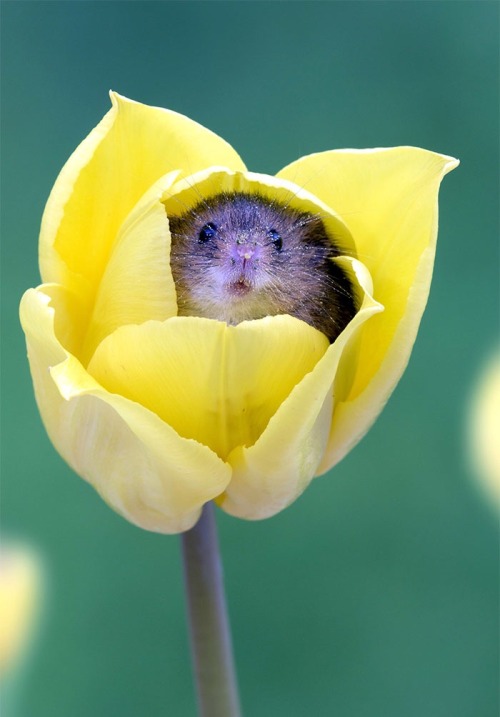 gothic-slug - newromaantics - calliopinot - newromaantics - sometimes harvest mice sleep in tulips....