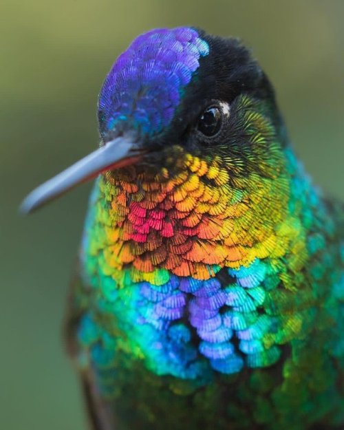 different-landscapes:Fierty-throated hummingbird, Costa Rica...