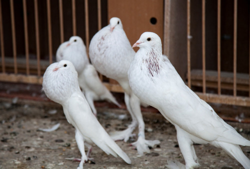 pigeonaday - Pigeon 754@pigeon-butt legs