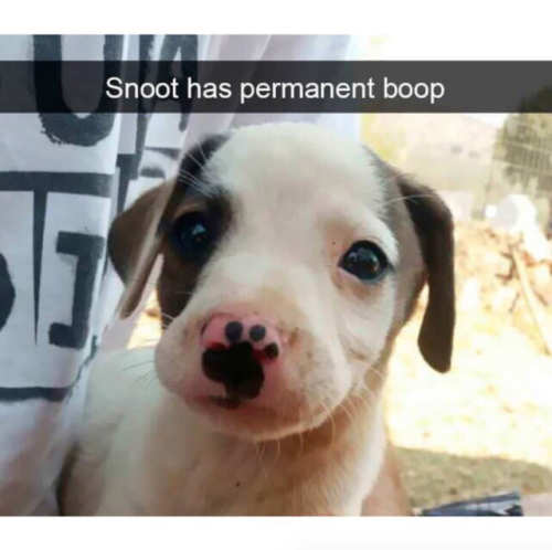 babyanimalgifs:These cute dog snapchats will make your day