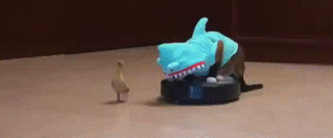 beyondtheseablog - Some days you’re the shark cat on a Roomba and...