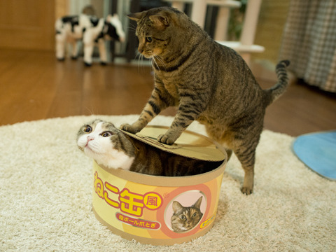 cybergata - “What is this?  Hum must be something for Maru to...