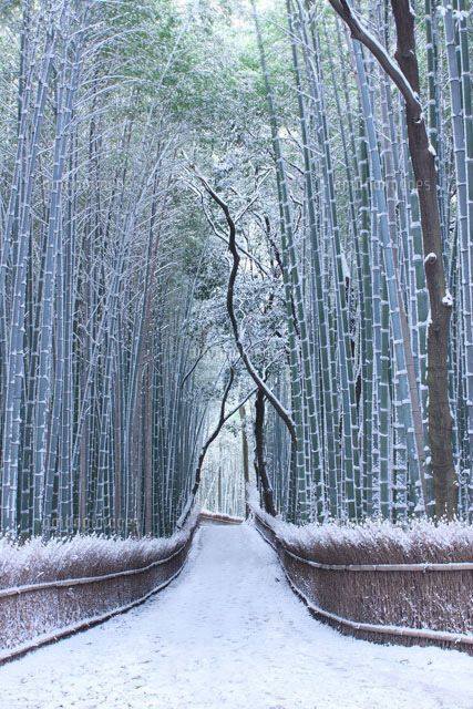 japanpix - Japan’s bamboo forest during winter