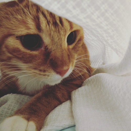happyhealthycats - Simcoe loves blanket forts. She keeps making me...