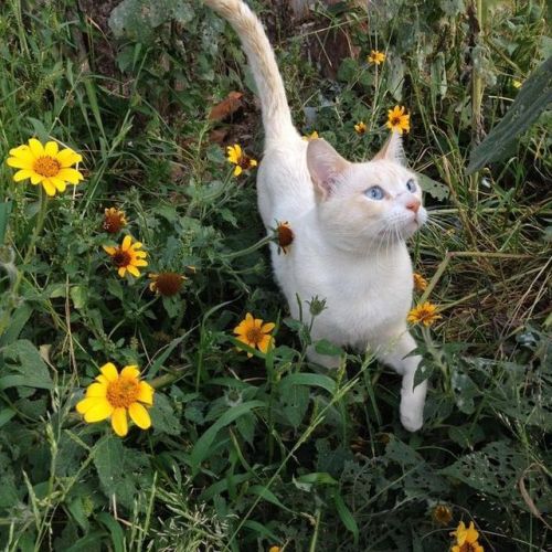 friendly-animals:Follow me for more cute animals! (: