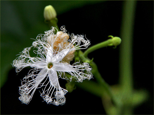 fotofreddy - Interesting tropical flower 