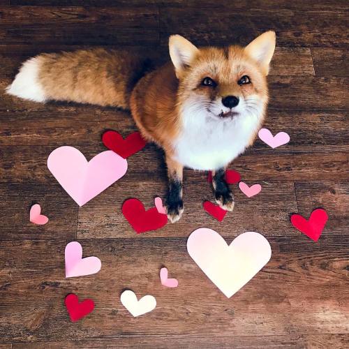 everythingfox - Happy valentines dayJuniper the Fox